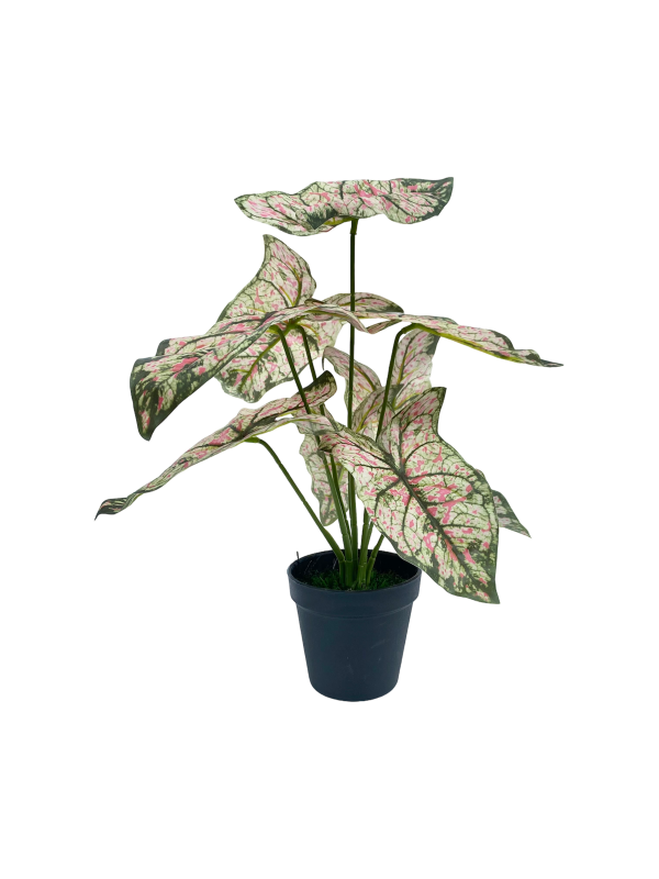 TABLETOP FAKE PLANTS | CALADIUM PLANS | "ORDER NOW"