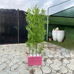 Artificial Bamboo Plant And Fiberglass Vase | Combo Of Plants And Planters