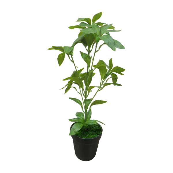 Fake Mini Indoor Plants | Wholesale Of Artificial Sarcandra Plant