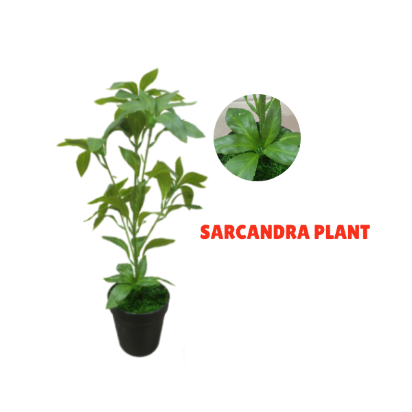 Fake Mini Indoor Plants | Wholesale Of Artificial Sarcandra Plant
