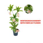 Artificial Mini Interior Plants | Fake Wintergreen Barberry Plant For Indoor