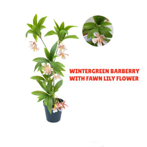 Artificial Mini Interior Plants | Fake Wintergreen Barberry Plant For Indoor