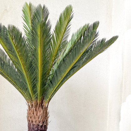 Artificial Indoor Palm Plants | Nigeria Wholesaler Of Fake Plants
