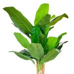 Artificial Indoor Decor Trees/Plants | Faux Three Stem Banana Tree