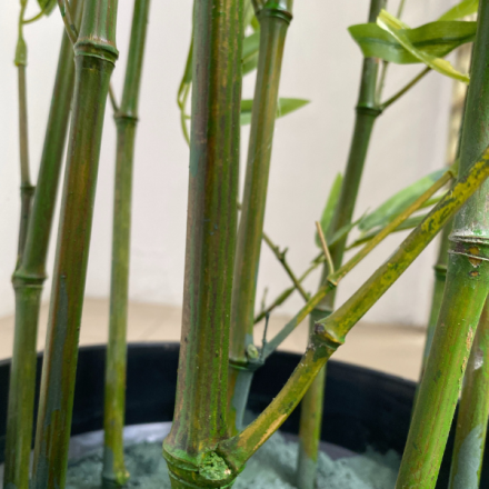 Artificial Plants/Trees Wholesaler In Nigeria | Tiny Bamboo Plants