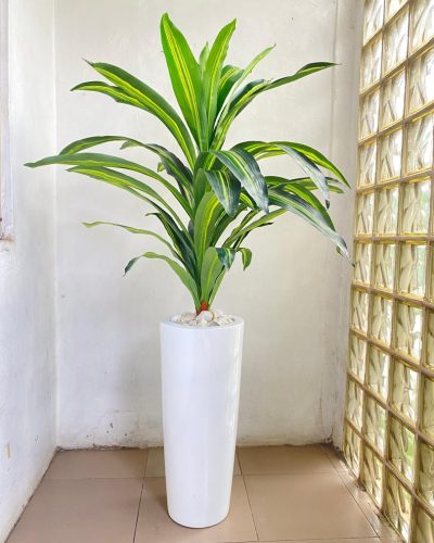Cone Fiberglass Vase Potted With Artificial Dracaena Plant