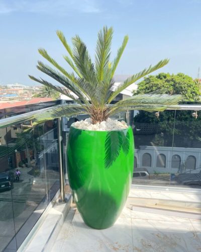 Cycas Palm Potted With 100cm Classic Fiberglass Pot