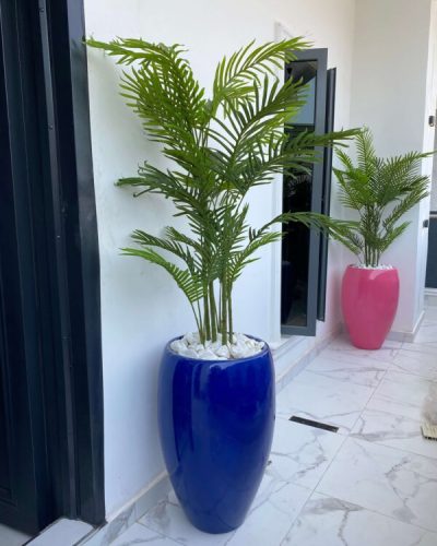 Six Stem Palm Plants Potted With 80cm Classic Fiberglass Pots