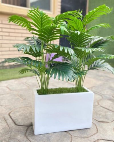 Mini Palm Plant Potted With 25cm x 40cm Trough Fiberglass Pot