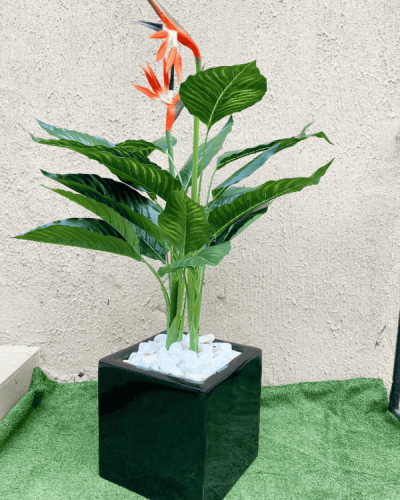 Paradise bird plant potted with 30cm x 30cm square pot