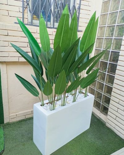 Skybird Plants Potted With 60cm x 90cm Trough Fiberglass Planter