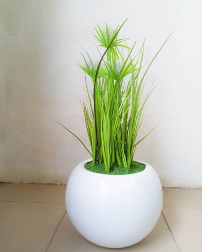 60cm reed flower plants potted with 25cm ball pot
