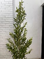 Artificial Olive Tree 180cm | Luxury Indoor Decorative Plant in Nigeria - Image 2