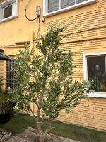 Artificial Olive Tree 240cm & 270cm | Luxury Extra Tall Indoor Décor in Nigeria - Image 3