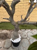 Artificial Kiwi Tree 220cm | Luxury Tall Indoor Decor in Nigeria - Image 2