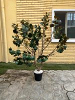 Artificial Bodhi Tree 150cm & 200cm | Luxury Indoor Decorative Tree in Nigeria - Image 3