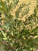 Artificial Olive Tree 200cm | Luxury Tall Indoor Decor in Nigeria - Image 2