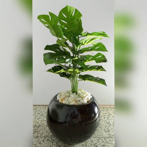 Monstera Mini Potted Plants