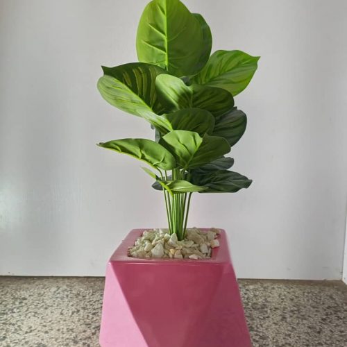 Mini Potted Plants