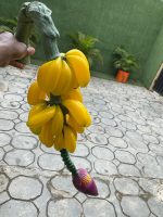 Artificial Banana Tree/Fruits - 190cm