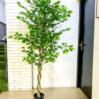 Artificial Ficus Trees Plants - 150cm And 180cm