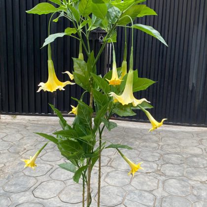 Artificial Datura Tree Plants - 160cm | Nigeria Artificial Plants Warehouse